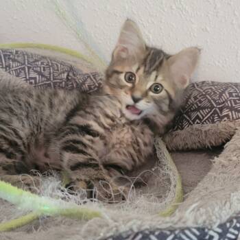 Rescue Domestic Medium Hair Cats for Adoption in Portage, Michigan - Nichole | PetCurious