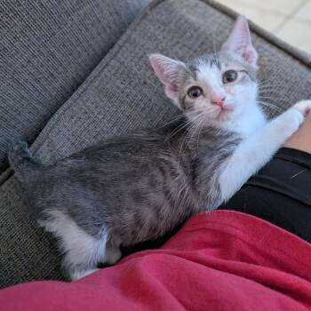 Nube -  Domestic Short Hair Cat for Adoption in West Palm Beach, Florida - Nube | PetCurious