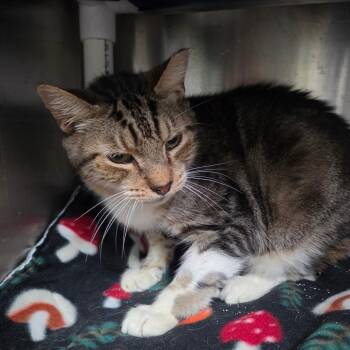 Willis -  Domestic Short Hair and American Bobtail Cat for Adoption in Lakeland, Florida - Willis | PetCurious