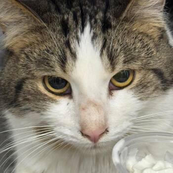 Domestic Short Hair Cats Available for Adoption - Peanut | PetCurious