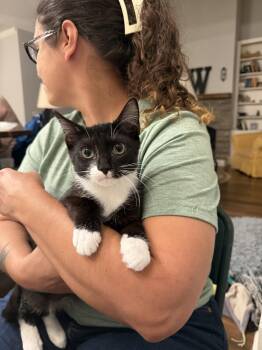 GOAT (Available for pre-adoption) -  Domestic Short Hair Cat for Adoption in Camden, South Carolina - GOAT (Available For Pre-adoption) | PetCurious