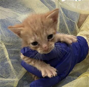 Domestic Short Hair Cats Available for Adoption in Dallas, Texas - TONY | PetCurious