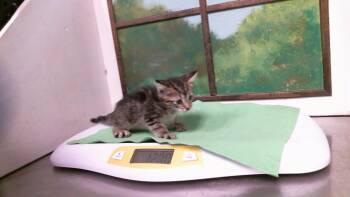 A2094464 -  Domestic Short Hair Cat for Adoption in Houston, Texas - A2094464 | PetCurious