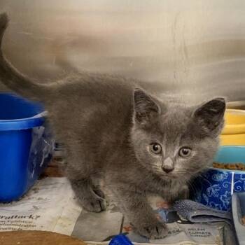 Domestic Short Hair Cats Available for Adoption - Pluto | PetCurious