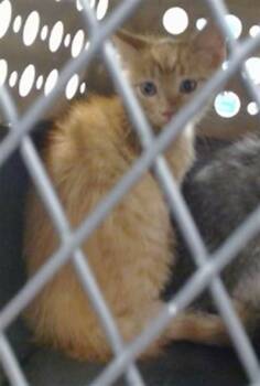 A476698 -  Domestic Short Hair Cat for Adoption in Oklahoma City, Oklahoma - A476698 | PetCurious