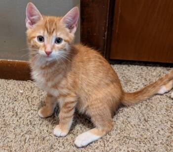 Cedar -  Domestic Short Hair Cat for Adoption in Wadsworth, Ohio - Cedar | PetCurious