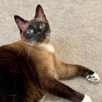 Maggie -  Siamese and Snowshoe Cat for Adoption in Agoura Hills, California - Maggie | PetCurious