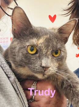 Rescue Domestic Short Hair Cats for Adoption in New Bern, North Carolina - TRUDY | PetCurious
