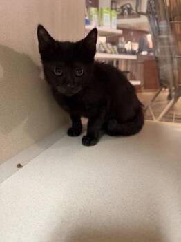92134a Taco -  Domestic Short Hair Cat Available for Adoption in North Charleston, South Carolina - 92134a Taco | PetCurious