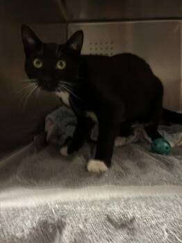 Domestic Short Hair Cats Available for Adoption in Rancho Cucamonga, California - AMY | PetCurious