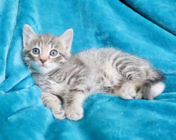 Peter -  Tabby Cat for Adoption in St. Augustine, Florida - Peter | PetCurious