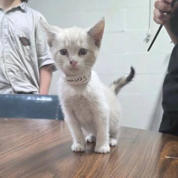 Charlie -  Domestic Short Hair Cat Available for Adoption in Clanton, Alabama - Charlie | PetCurious