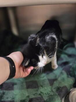 Kylie -  Domestic Short Hair Cat for Adoption in Westland, Michigan - Kylie | PetCurious