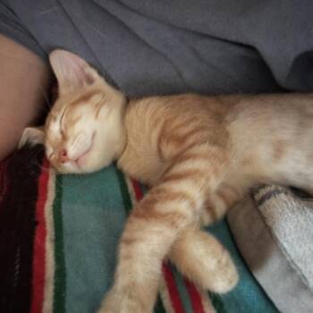 Kuzco -  Domestic Short Hair Cat for Adoption in Tempe, Arizona - Kuzco | PetCurious