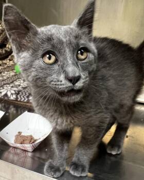 Sansa -  Domestic Short Hair Cat for Adoption in Oakland, California - Sansa | PetCurious