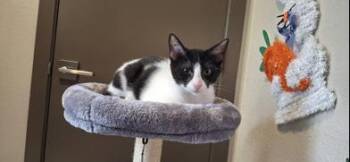 Rescue Domestic Short Hair Cats for Adoption in Liverpool, Texas - Valentin | PetCurious