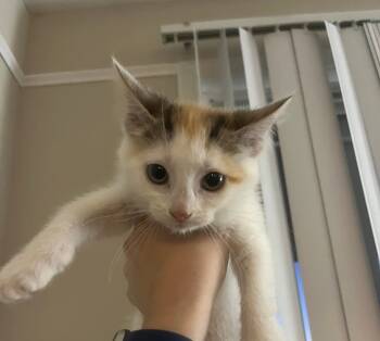 Rescue Domestic Short Hair Cats for Adoption in Coatesville, Pennsylvania - Maple | PetCurious