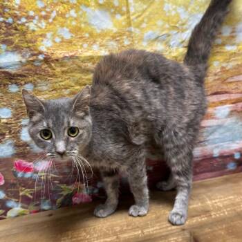 Cakey -  Domestic Short Hair Cat for Adoption in Normal, Illinois - Cakey | PetCurious