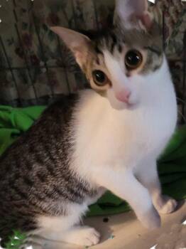 Eleanor - PSP Foster Home -  Domestic Short Hair Cat for Adoption in Oakland Park, Florida - Eleanor - PSP Foster Home | PetCurious