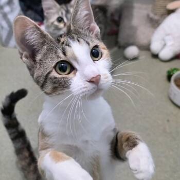 Rescue American Shorthair Cats for Adoption in Smithtown, New York - Winnie, Cassie & Lucy | PetCurious