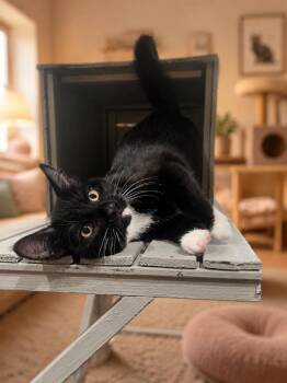 Blanc -  Domestic Short Hair Cat for Adoption in Cottonwood, Arizona - Blanc | PetCurious