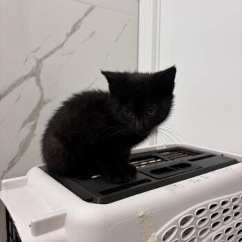 Little Pickle -  Domestic Short Hair Cat for Adoption - Little Pickle | PetCurious
