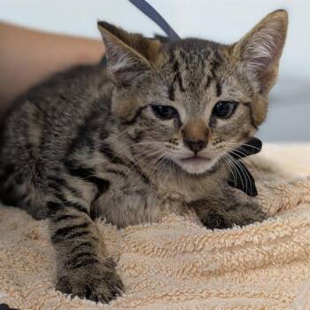 SHOCK -  Domestic Short Hair Cat Available for Adoption in Camarillo, California - SHOCK | PetCurious