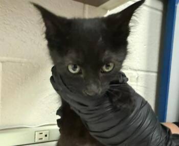 PALMER -  Domestic Short Hair Cat for Adoption in Colorado Springs, Colorado - PALMER | PetCurious