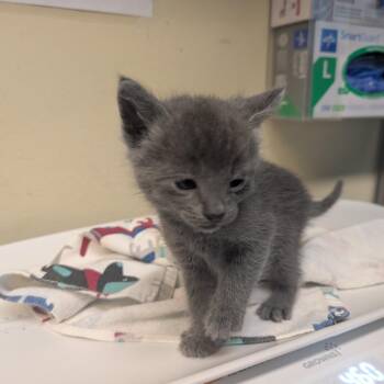 Rijkaard -  Domestic Short Hair Cat for Adoption in Los Angeles, California - Rijkaard | PetCurious