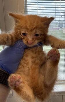 Tumbleweed -  Domestic Medium Hair and Domestic Short Hair Cat for Adoption in Lafayette, Indiana - Tumbleweed | PetCurious