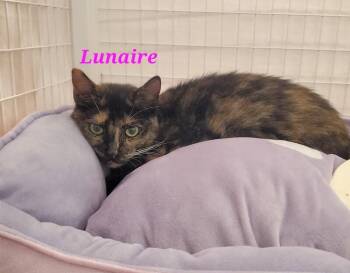 Domestic Short Hair Cats Available for Adoption - Lunaire | PetCurious