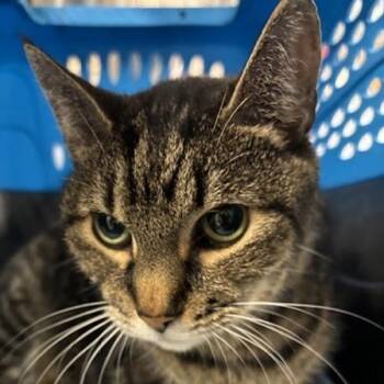 Rescue Domestic Short Hair Cats for Adoption in New York, New York - Peanut | PetCurious