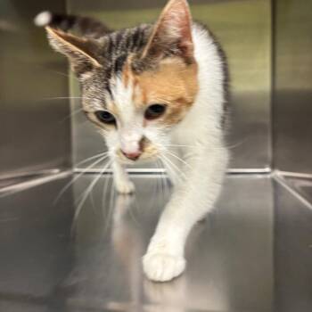 Domestic Short Hair Cats Available for Adoption in Brookfield, Missouri - Vivian | PetCurious