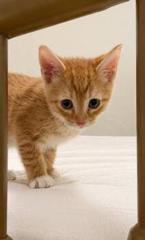 Puss In Boots -  Domestic Short Hair Cat for Adoption in Sebastian, Florida - Puss In Boots | PetCurious