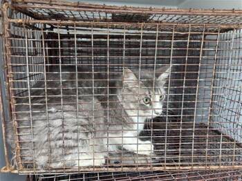 Domestic Short Hair Cats Available for Adoption in Houston, Texas - A654245 | PetCurious