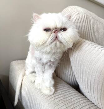 Persian Cats Available for Adoption in Saddle River, New Jersey - MEADOW | PetCurious