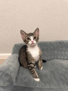 Maybelle -  Domestic Short Hair and Tabby Cat for Adoption in Frisco, Texas - Maybelle | PetCurious