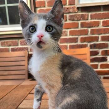 Kozia -  Domestic Short Hair Cat for Adoption in Wrightstown, New Jersey - Kozia | PetCurious