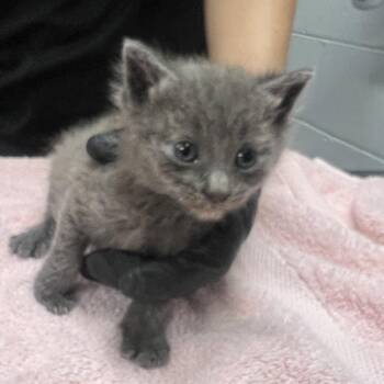 Linen -  Domestic Short Hair Cat Available for Adoption in Summerville, South Carolina - Linen | PetCurious