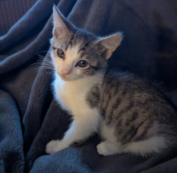 Pen -  Domestic Short Hair Cat for Adoption in Sherwood, Oregon - Pen | PetCurious