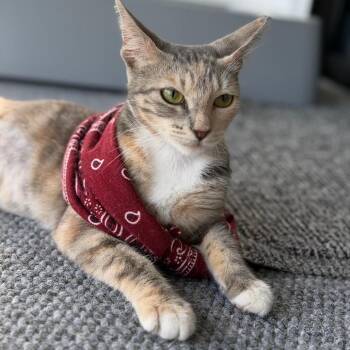 Dulce -  Domestic Short Hair Cat for Adoption in Buffalo, New York - Dulce | PetCurious