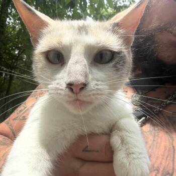 Sodalite -  Siamese and Domestic Short Hair Cat for Adoption in Melbourne, Kentucky - Sodalite | PetCurious