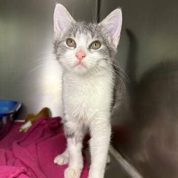 Matcha -  Domestic Short Hair Cat for Adoption in Asheville, North Carolina - Matcha | PetCurious