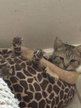 Domestic Short Hair Cats Available for Adoption - Sue | PetCurious