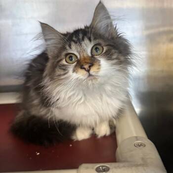 Chive -  Domestic Medium Hair Cat for Adoption in Brockton, Massachusetts - Chive | PetCurious