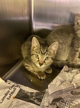 Wyatt -  Domestic Short Hair Cat for Adoption in Jackson, Tennessee - Wyatt | PetCurious