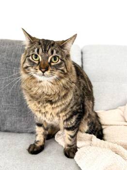 Domestic Long Hair Cats Available for Adoption in Calgary, Alberta - Snickers | PetCurious