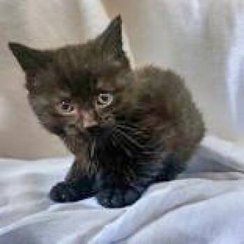 Rescue Domestic Long Hair Cats for Adoption in Portsmouth, Ohio - Ari | PetCurious