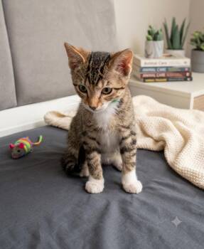Jaid -  Tabby Cat for Adoption in Fort Myers, Florida - Jaid | PetCurious