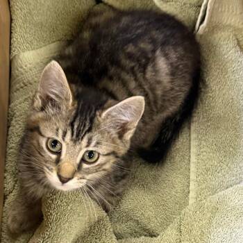 Dean -  Domestic Short Hair Cat for Adoption in Etna, Pennsylvania - Dean | PetCurious